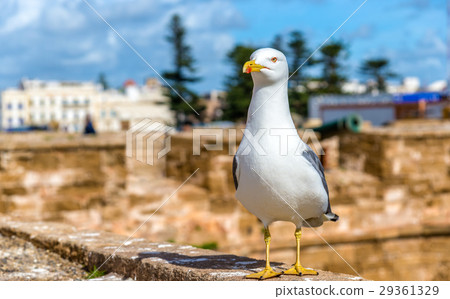 Seagull at the Fishing Port of Essaoura, Morocco 29361329