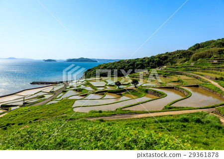 Rice terraces of Tsuchiya Rice terraces of Tsuchiya 29361878