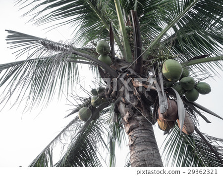Bunch coconut on tree Bunch coconut on tree 29362321