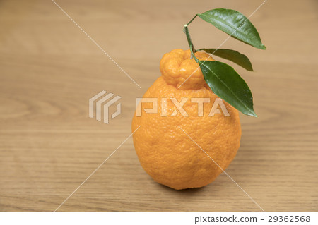 凸頂柑 29362568