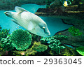 Aquarium creatures (Napoleon) 29363045