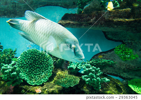 Aquarium creatures (Napoleon) 29363045