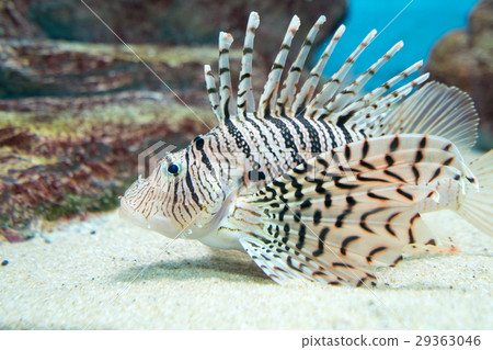 水族生物(木薯) 水族生物(木薯) 29363046