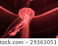 Aquarium creatures (jellyfish) 29363051