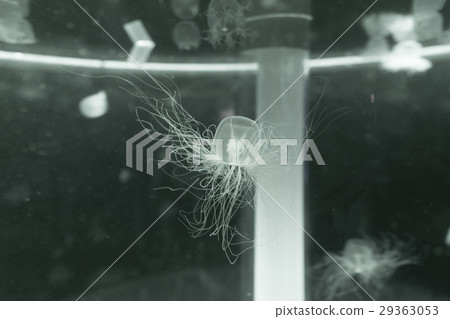 Aquarium creatures (jellyfish) Aquarium creatures (jellyfish) 29363053