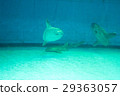 Aquarium creatures (sunfish) 29363057