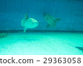 Aquarium creatures (sunfish) 29363058