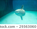 Aquarium creatures (sunfish) 29363060