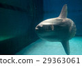 Aquarium creatures (sunfish) 29363061