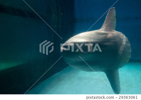 水族館生物（翻車魚） 29363061