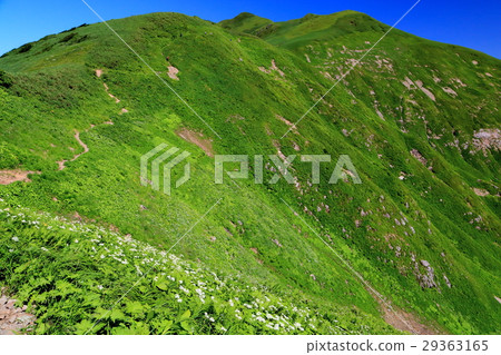 Iido脊線脊線的花園 29363165