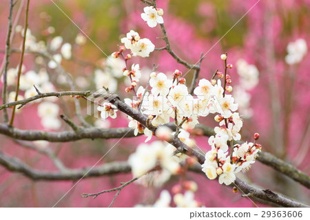 梅花 29363606