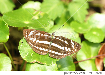 豆環蛺蝶 豆環蛺蝶 29363691