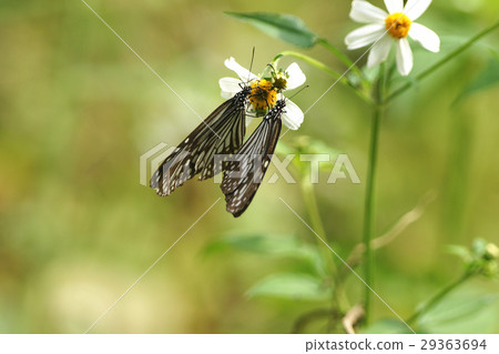 絹斑蝶 絹斑蝶 29363694