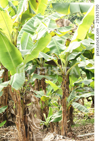 banana 29363700
