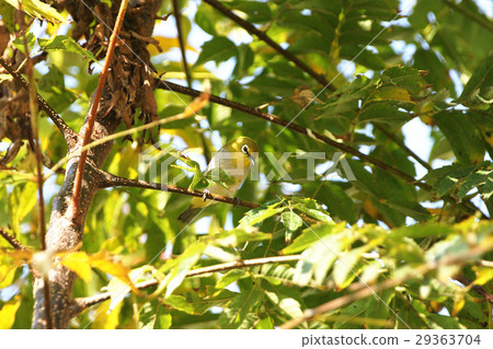 綠繡眼 綠繡眼 29363704