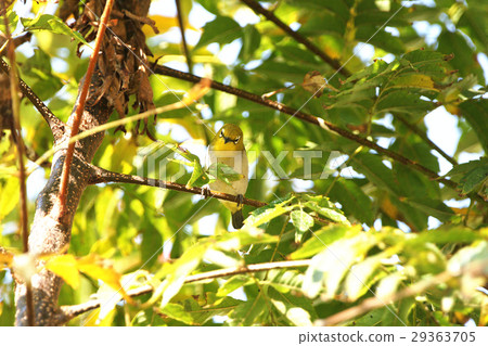 綠繡眼 綠繡眼 29363705