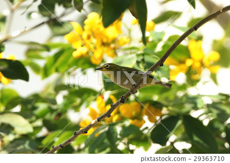 綠繡眼 綠繡眼 29363710