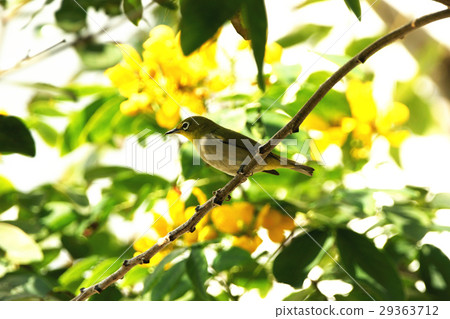 Green eye Green eye 29363712