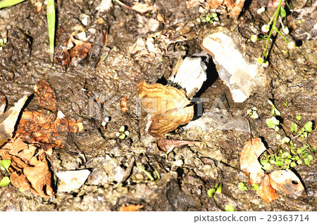 黑眼蝴蝶 29363714