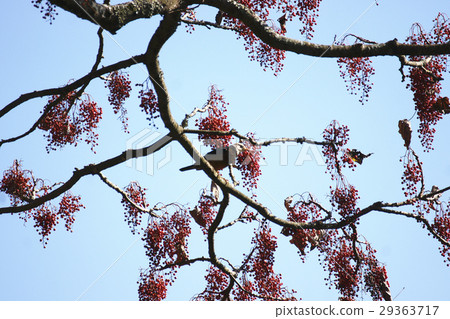 White-headed owl 29363717