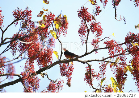 White-headed owl White-headed owl 29363727