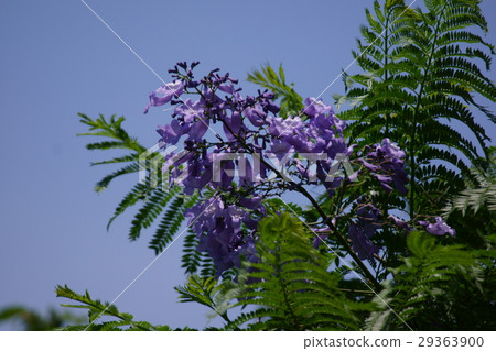 Kiri Kirigidoki又名Jacaranda 29363900