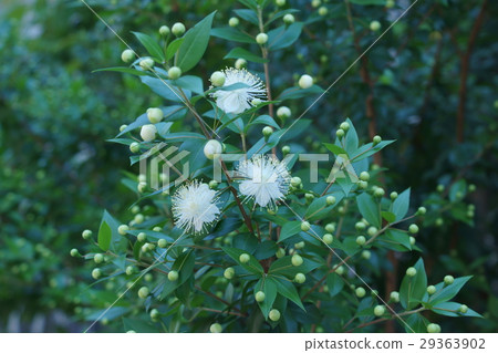 Silver plum blossom flower language is "elegant beauty" Silver plum blossom flower language is "elegant beauty" 29363902