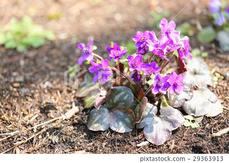 Mischievous flowers 29363913