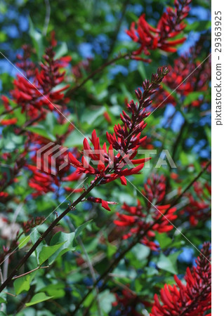 珊瑚泡桐coralita花語是“幼稚的” 珊瑚泡桐coralita花語是“幼稚的” 29363925