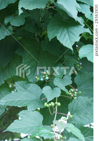 Wild grapes Nobudo The flower language is "compassionate" 29363930