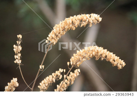 Sarashina在冬天顫抖 29363943