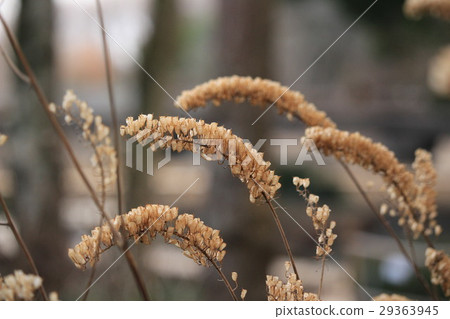 Sarashina shiver in winter Sarashina shiver in winter 29363945