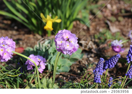 Thousand Rice Plant 29363956