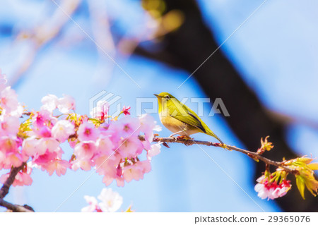 Mejiro Oigakura Sakura 29365076