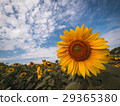 Beautiful sunflower plant in the field, Thailand. 29365380
