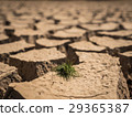 Small grass growth on dried and cracked soil. 29365387
