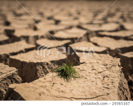 Small grass growth on dried and cracked soil. 29365387