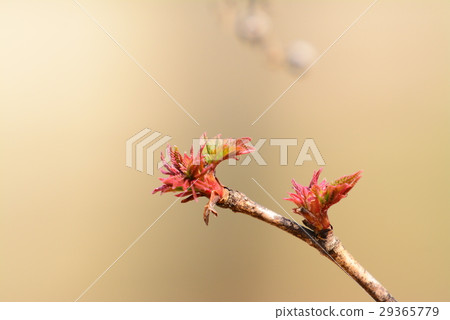 Sprout Sprout 29365779