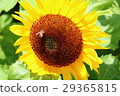 sunflower	 29365815