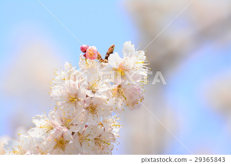 Cherry Blossom Cherry Blossom 29365843