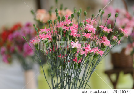 Carnation Carnation 29366524