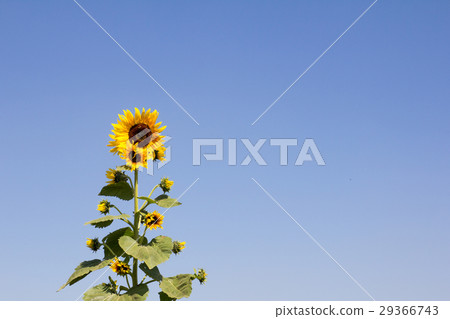 Beautiful yellow orange sunflower on blue sky 29366743
