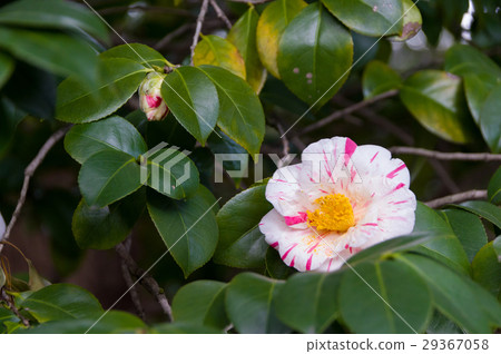 Camellia and Ezo Nishiki 29367058