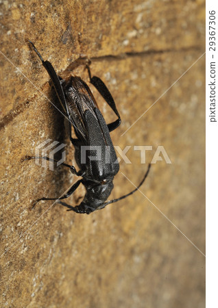 Spawning of Kobanekamikiri 29367306