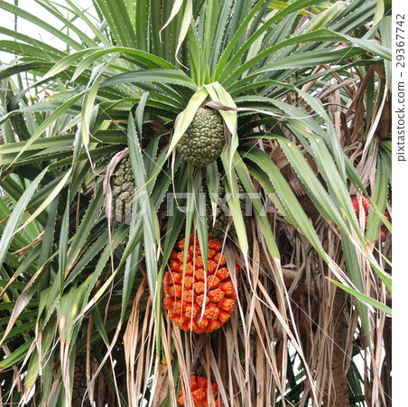 Pandanus tectorius fruit Pandanus tectorius fruit 29367742