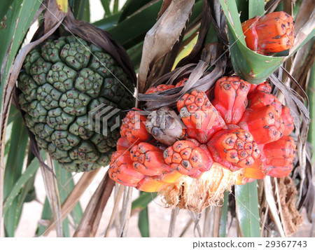 Pandanus tectorius fruit Pandanus tectorius fruit 29367743