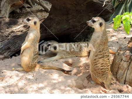 Meerkat or Suricate 29367744