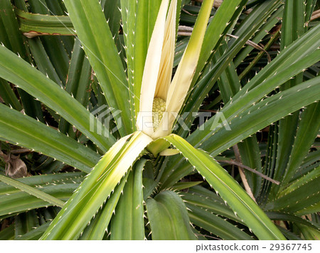 Young shoots of Screw pine 29367745