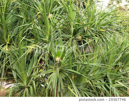Pandanus Palm Tree Pandanus Palm Tree 29367746